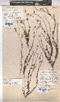 Hermannia scabra image