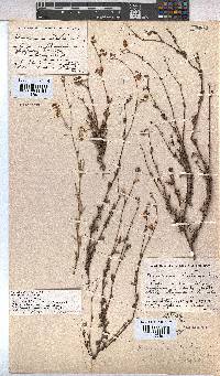 Hermannia scabra image