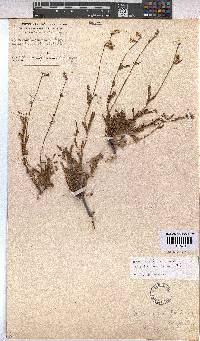 Hermannia scabra image
