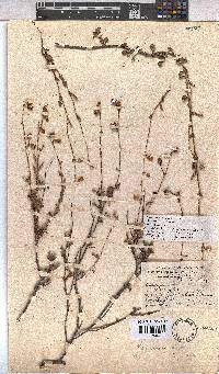 Hermannia scabra image
