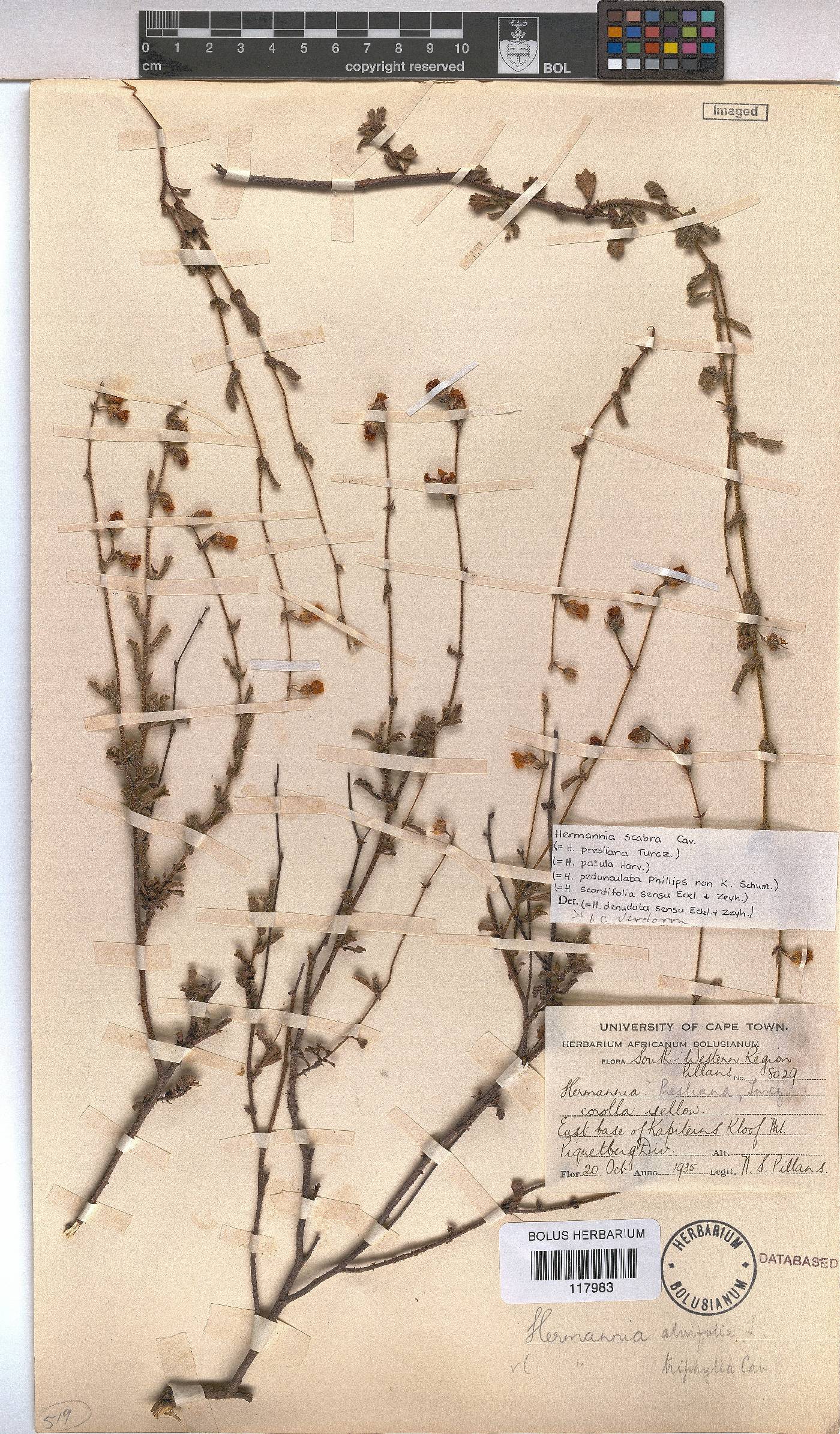 Hermannia scabra image
