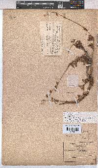 Hermannia scabra image