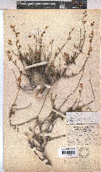 Hermannia scabra image