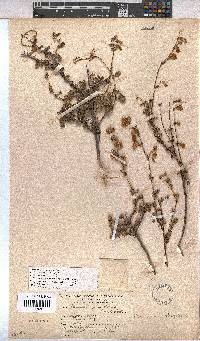 Hermannia scabra image