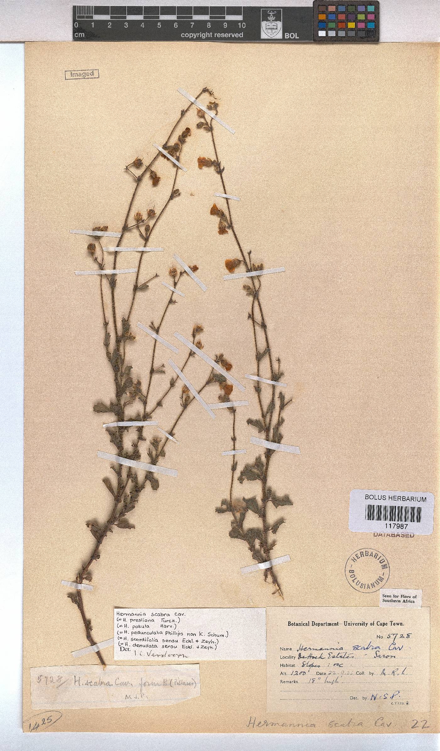 Hermannia scabra image