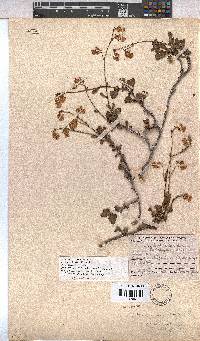 Hermannia scabra image