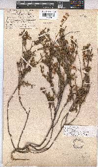 Hermannia scabra image