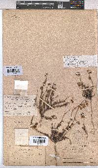 Hermannia scabra image