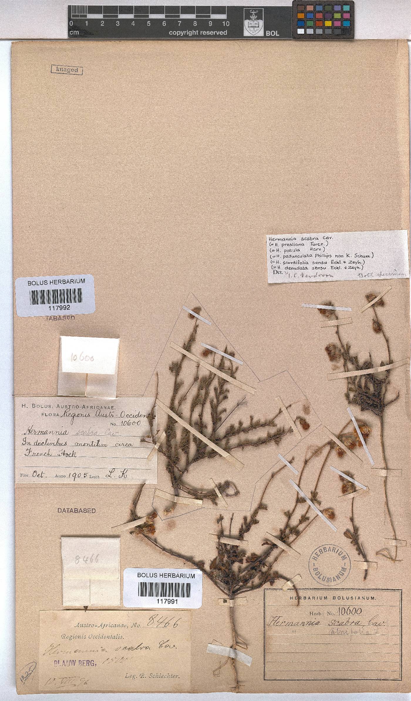 Hermannia scabra image