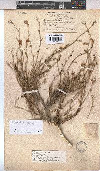 Hermannia scabra image