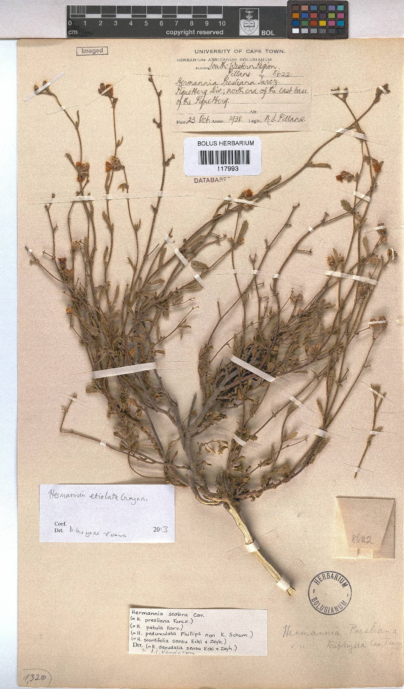 Hermannia scabra image