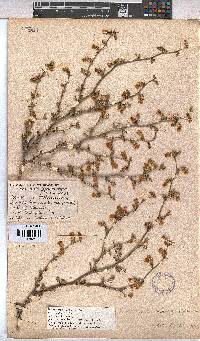Hermannia scabra image