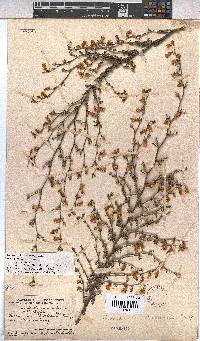 Hermannia scabra image