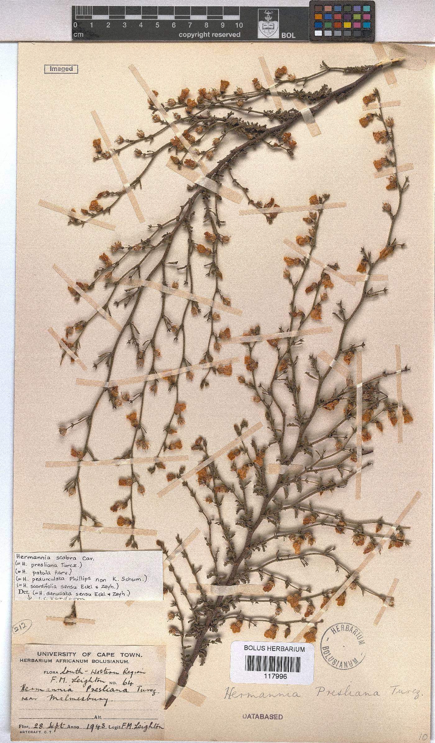 Hermannia scabra image