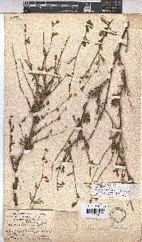 Hermannia scabra image