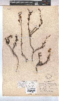 Hermannia scabra image