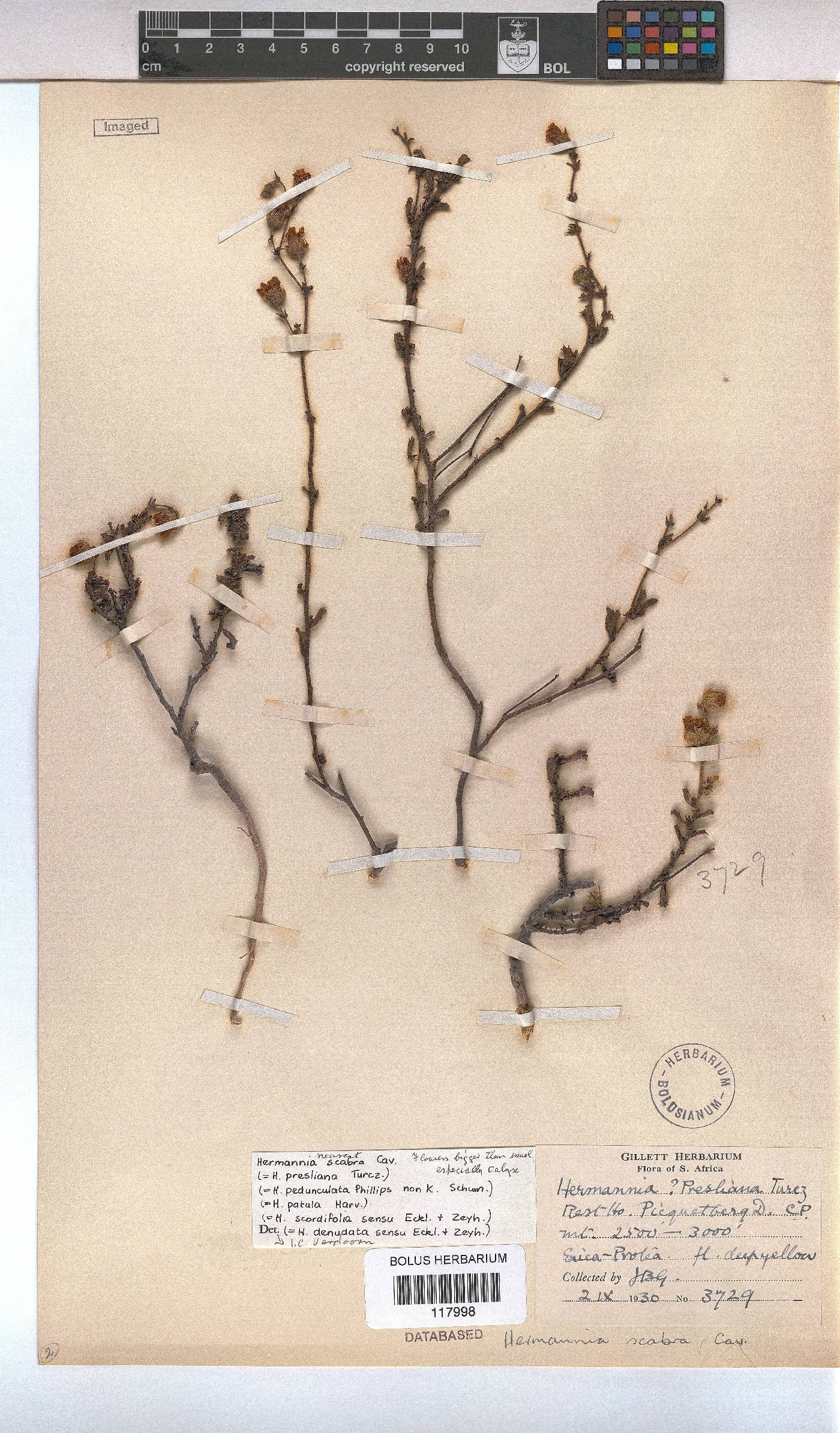 Hermannia scabra image