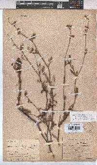 Hermannia scabra image