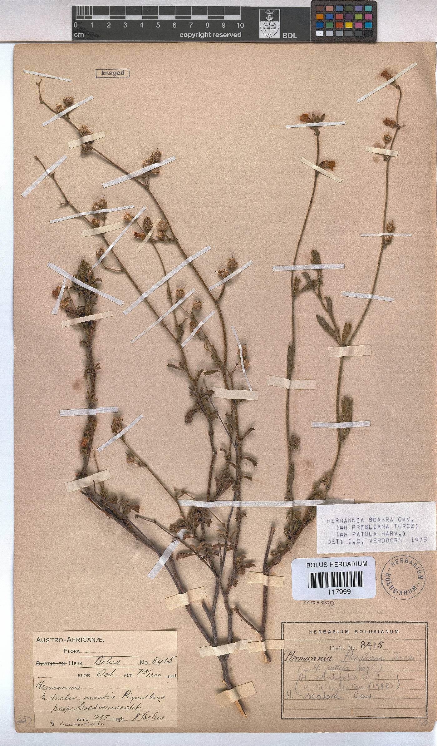 Hermannia scabra image