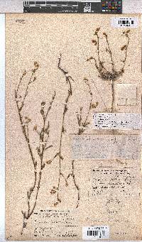 Hermannia scabra image