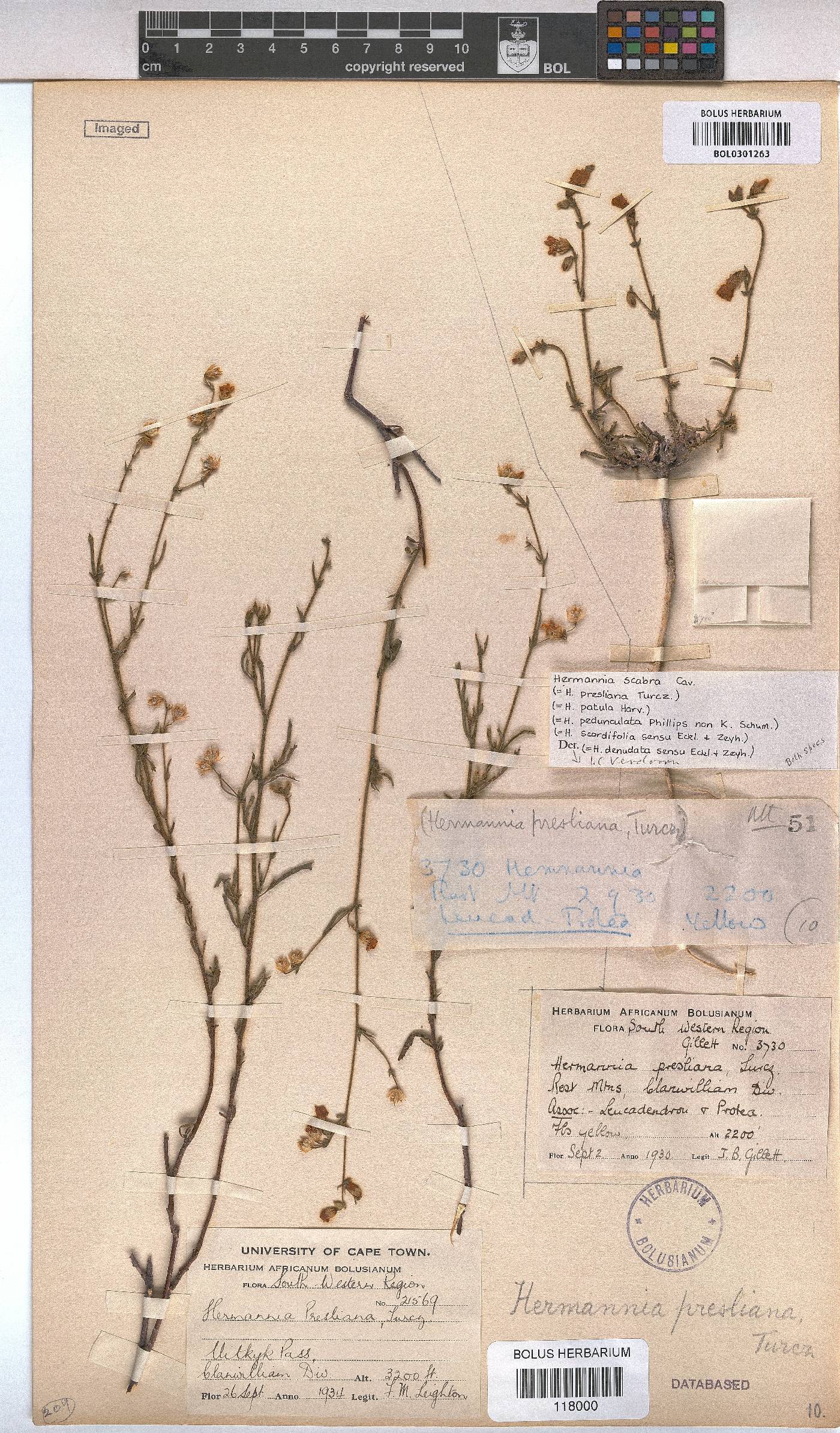 Hermannia scabra image