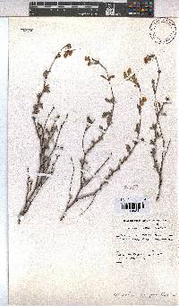 Hermannia rugosa image