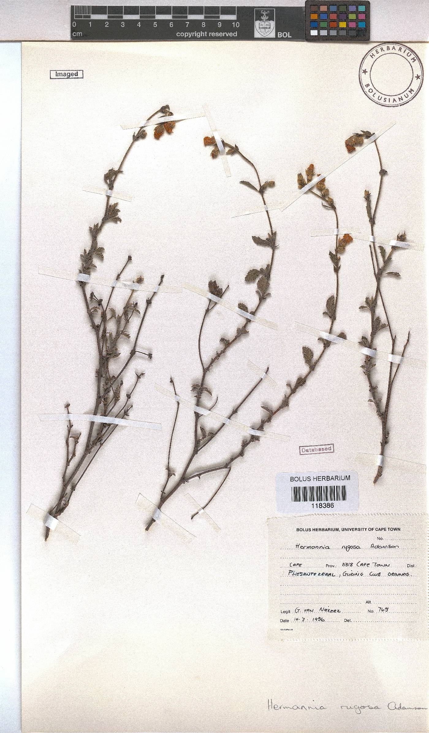 Hermannia rugosa image