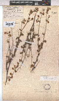 Hermannia rugosa image