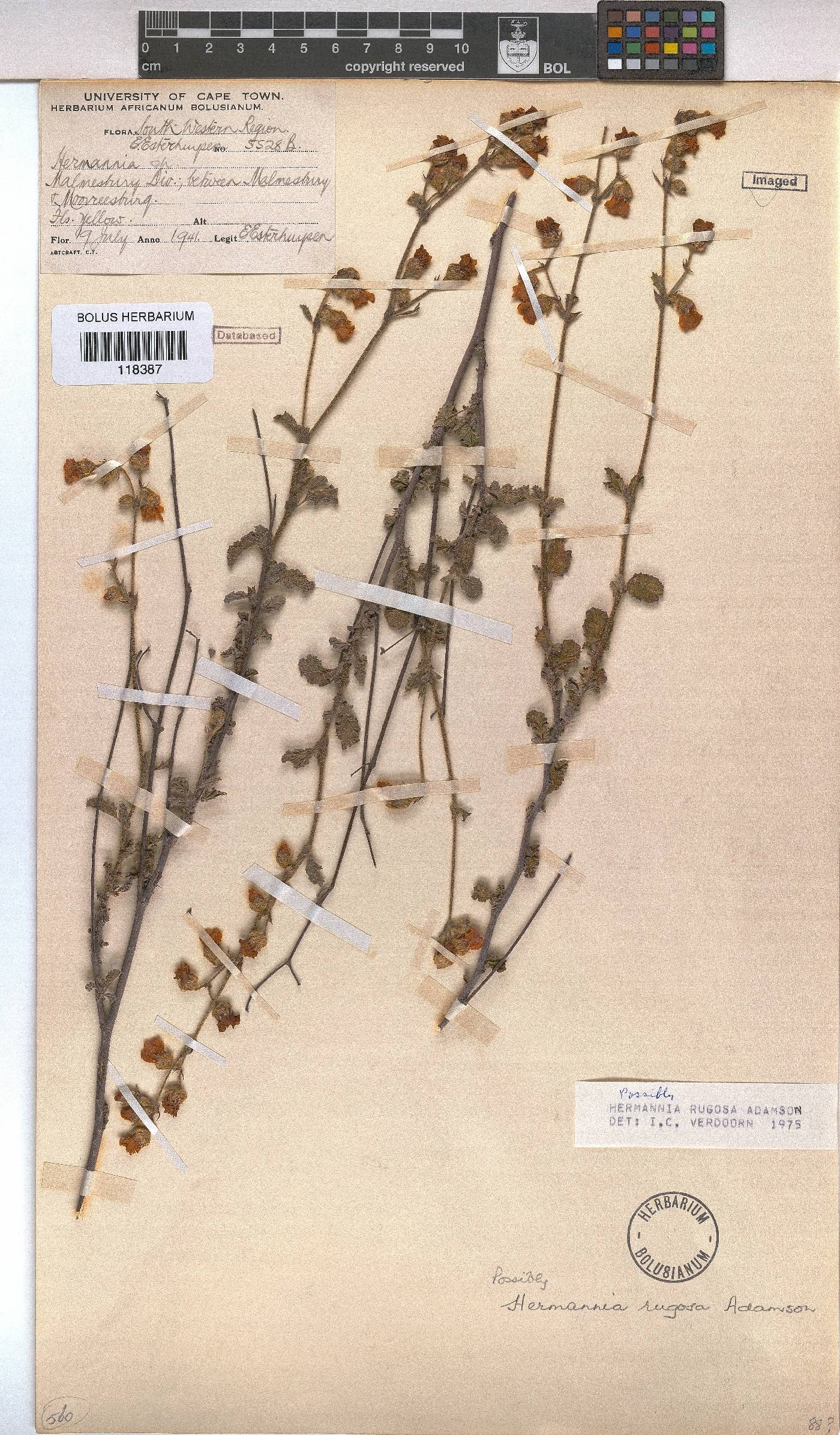 Hermannia rugosa image