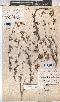 Hermannia rugosa image
