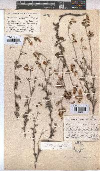 Hermannia rugosa image