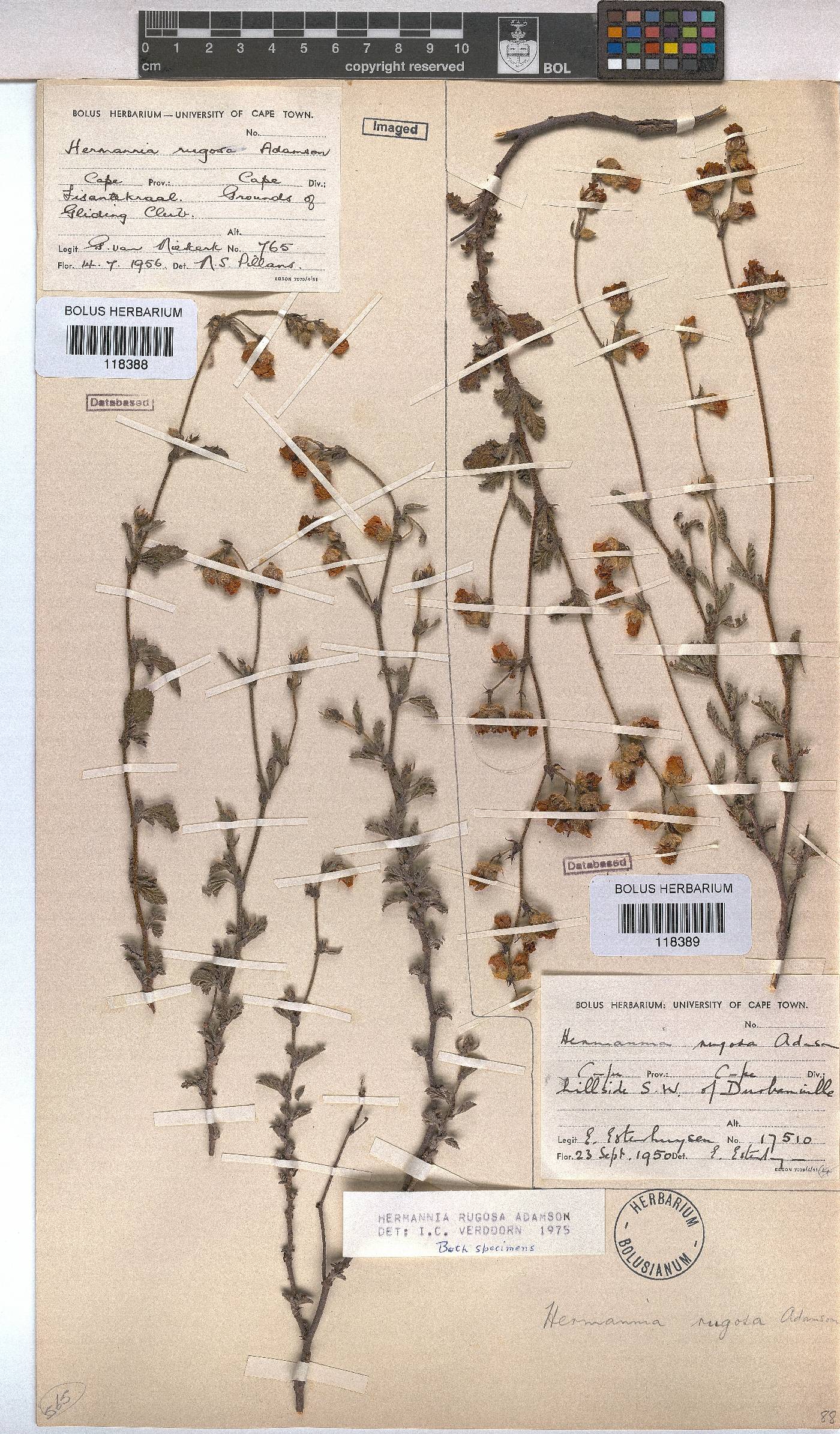 Hermannia rugosa image