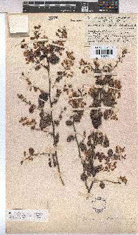 Hermannia disticha image