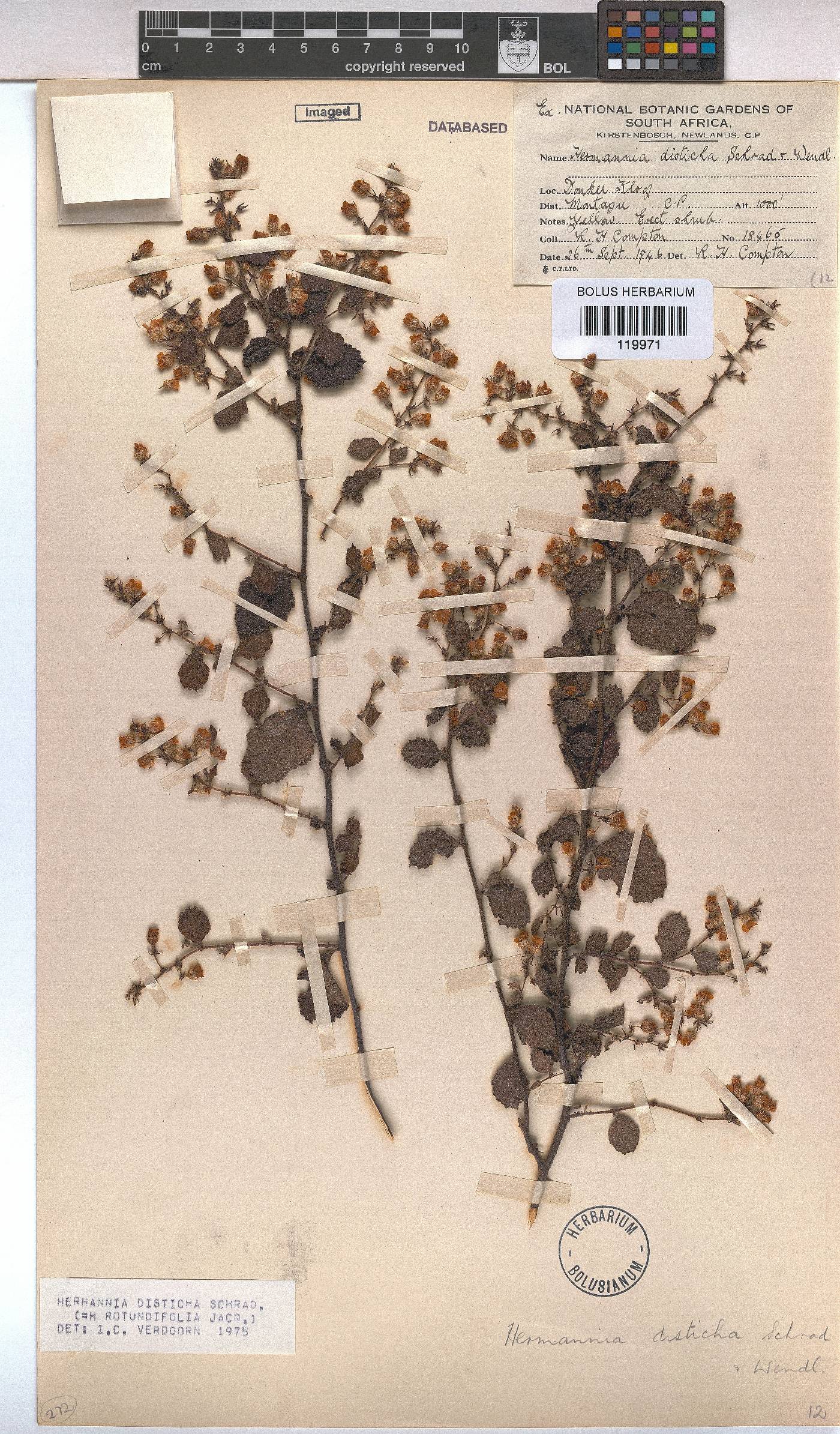 Hermannia disticha image