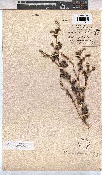 Hermannia disticha image