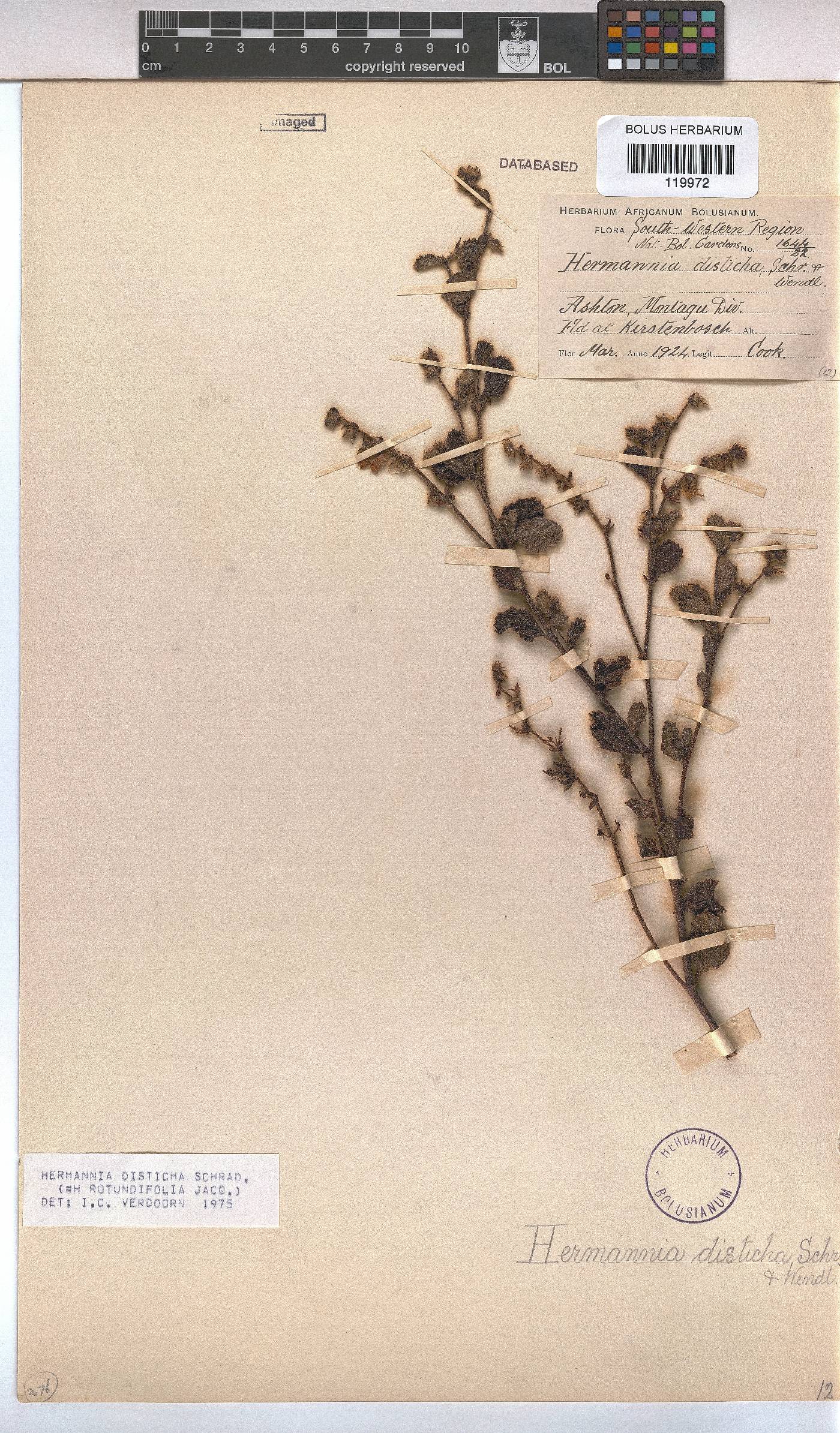 Hermannia disticha image