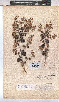 Hermannia disticha image
