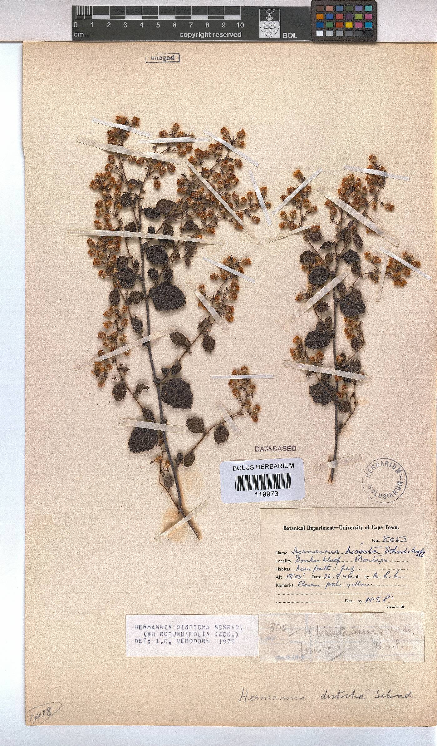 Hermannia disticha image