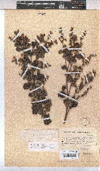 Hermannia disticha image