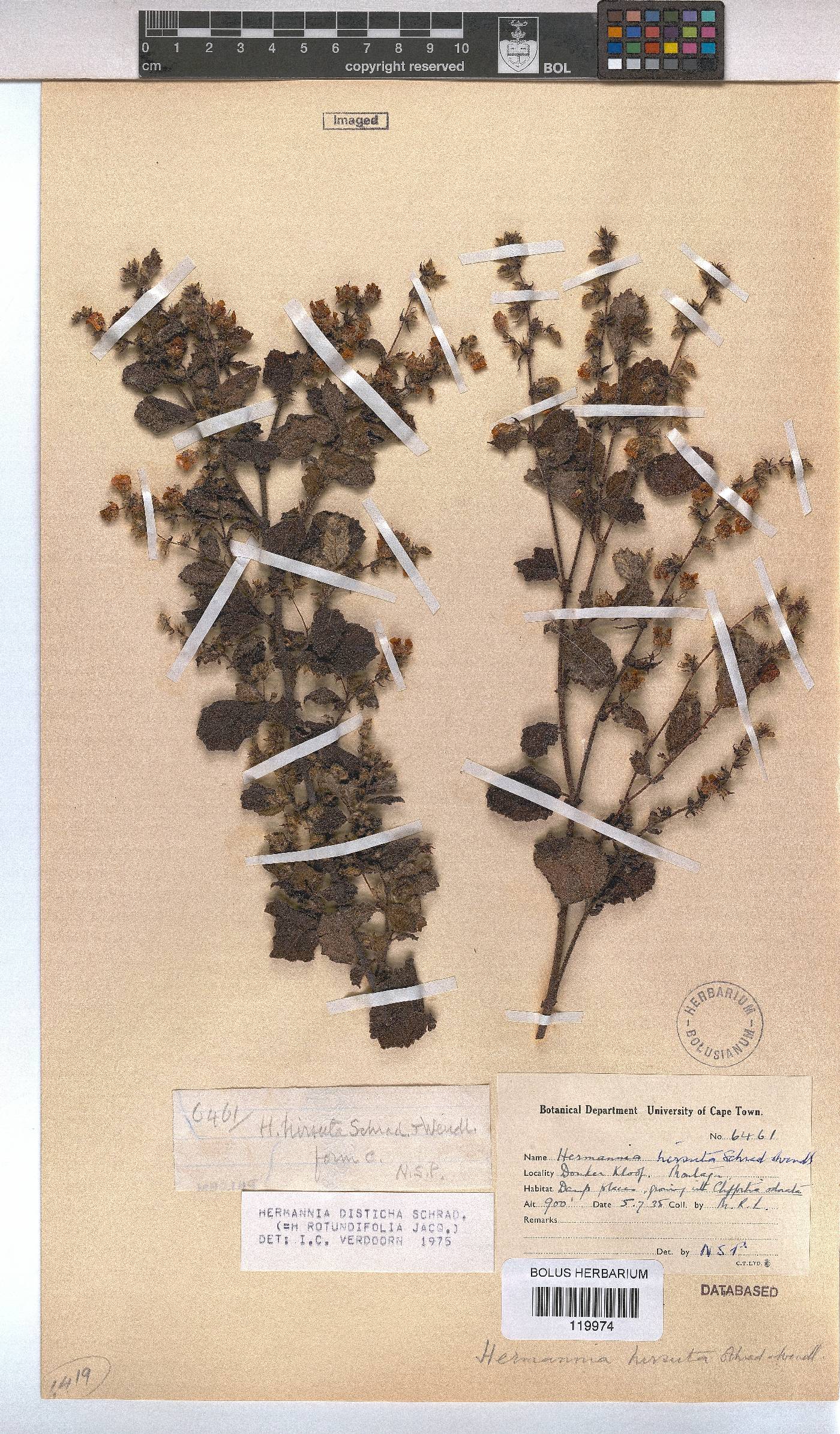 Hermannia disticha image
