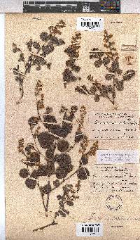 Hermannia disticha image