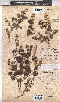Hermannia disticha image