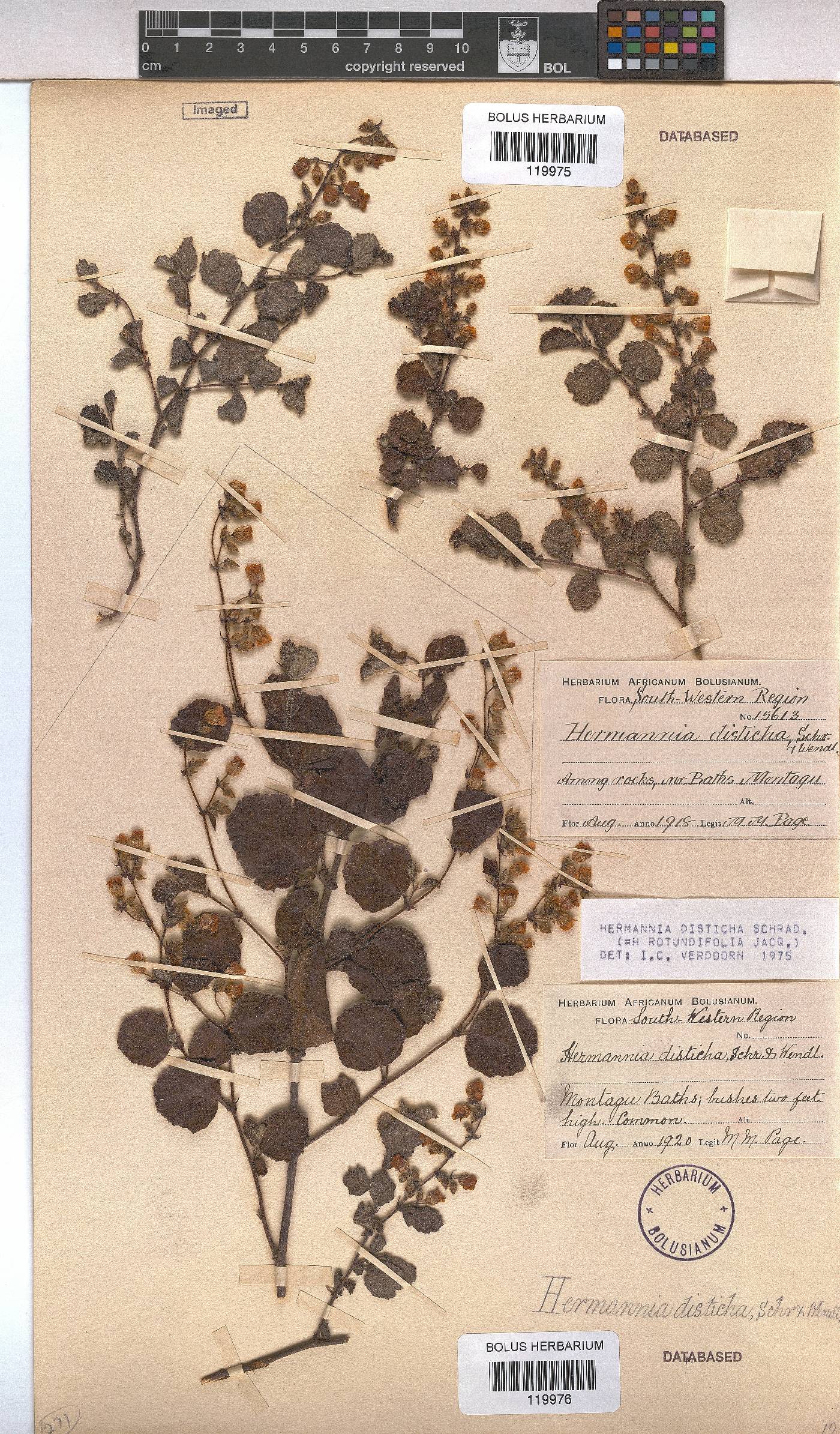 Hermannia disticha image