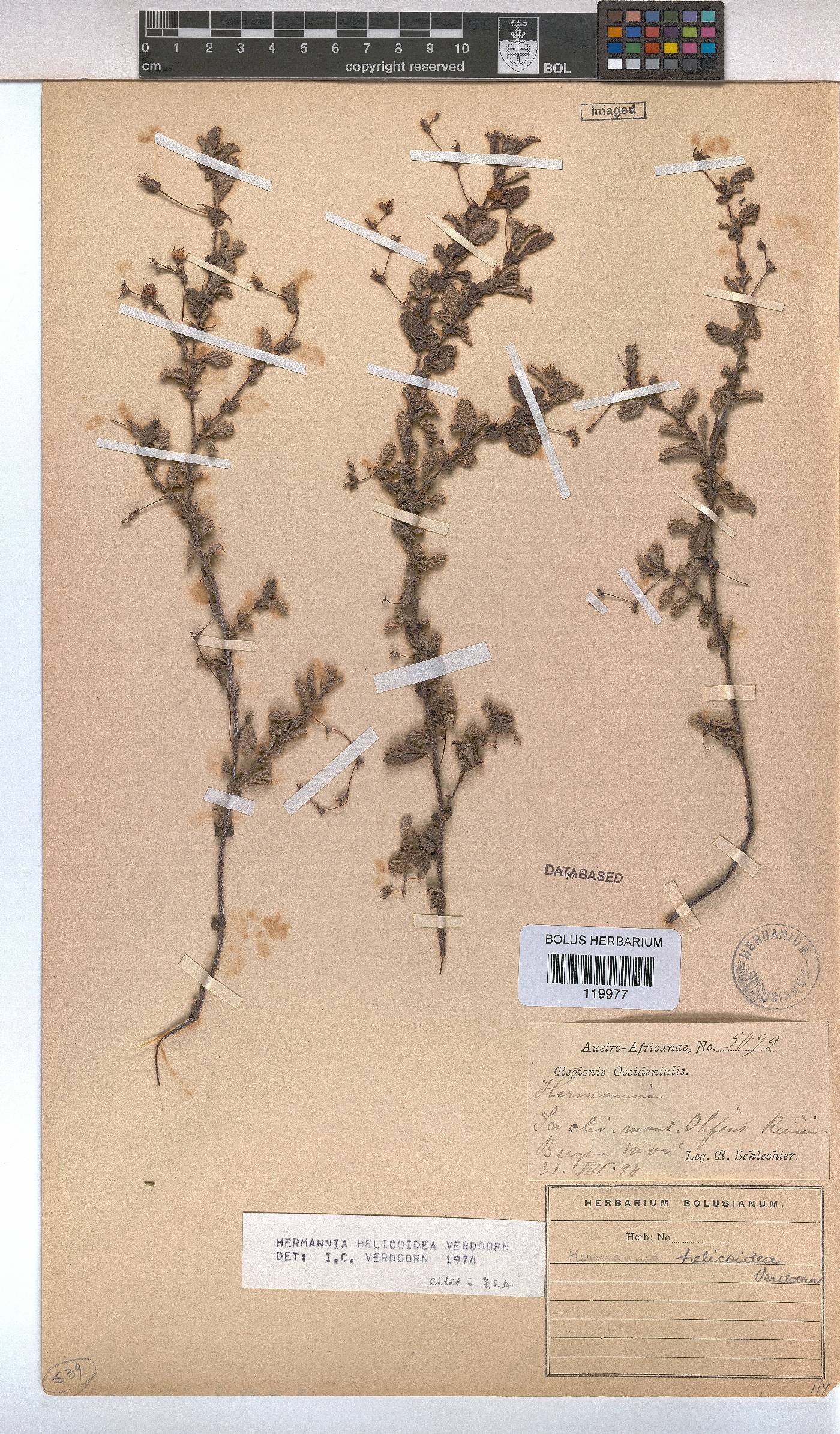 Hermannia helicoidea image