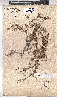 Hermannia helicoidea image