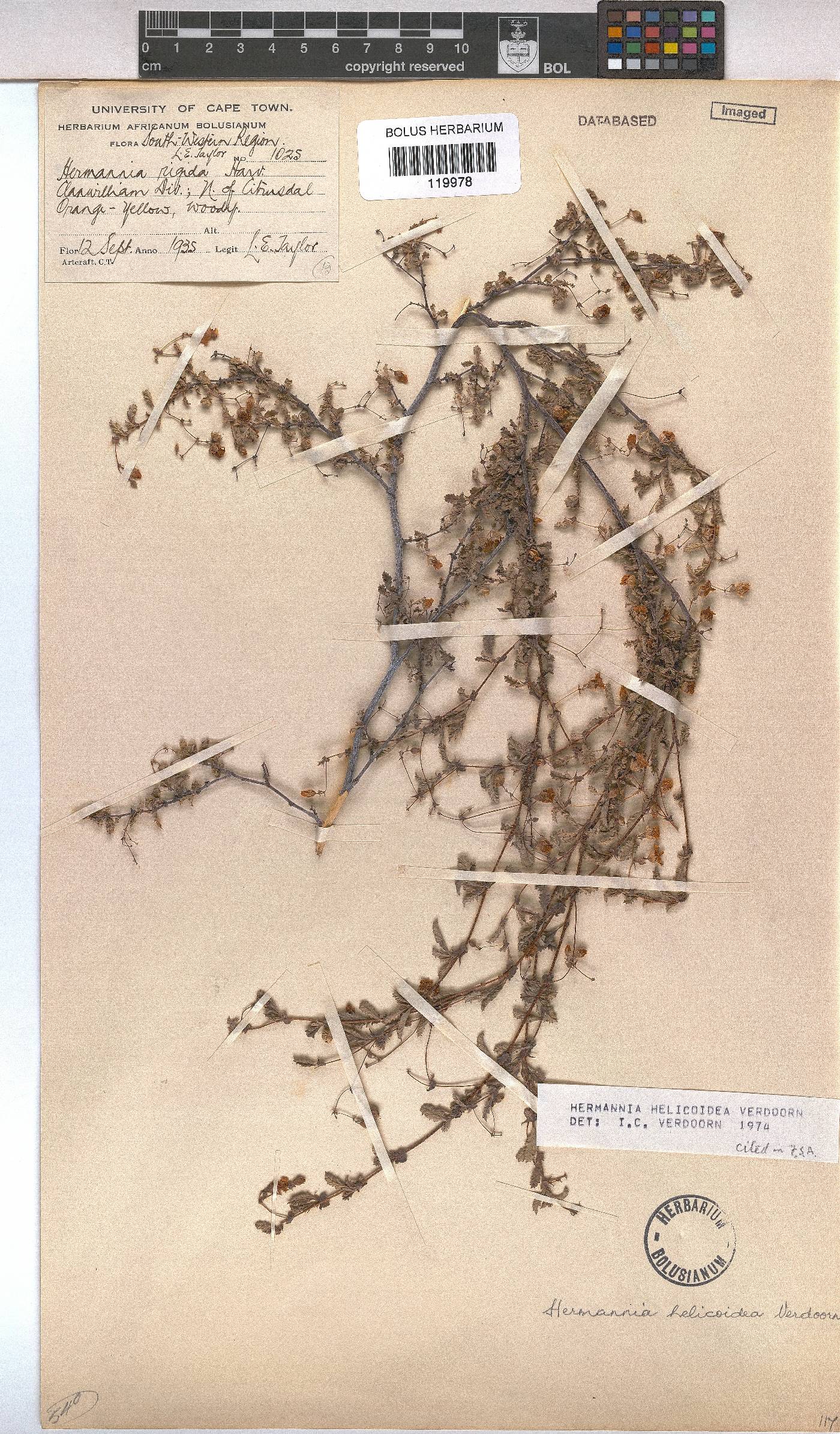 Hermannia helicoidea image