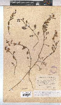 Hermannia procumbens image