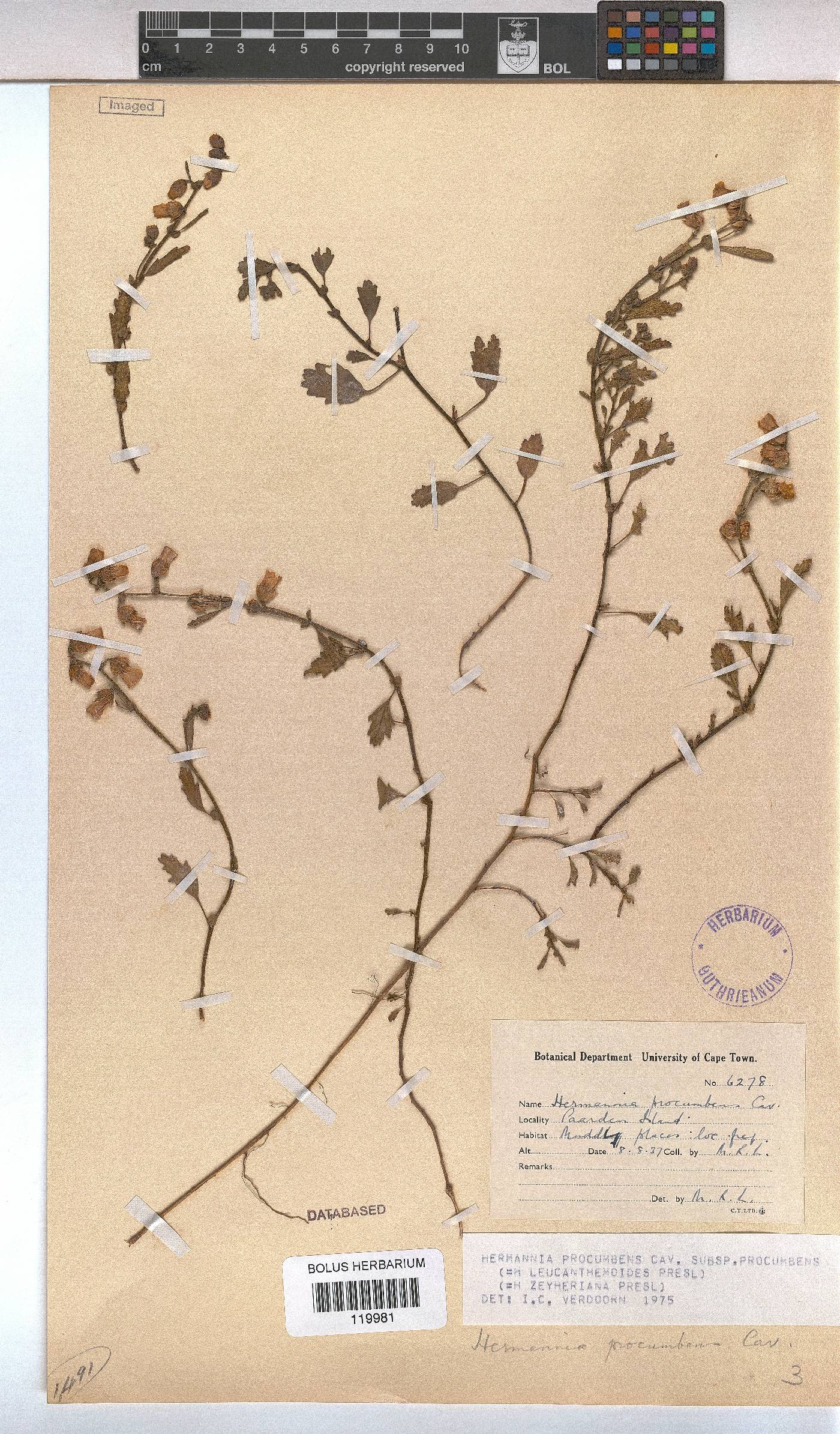Hermannia procumbens subsp. procumbens image