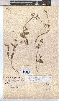 Hermannia procumbens image