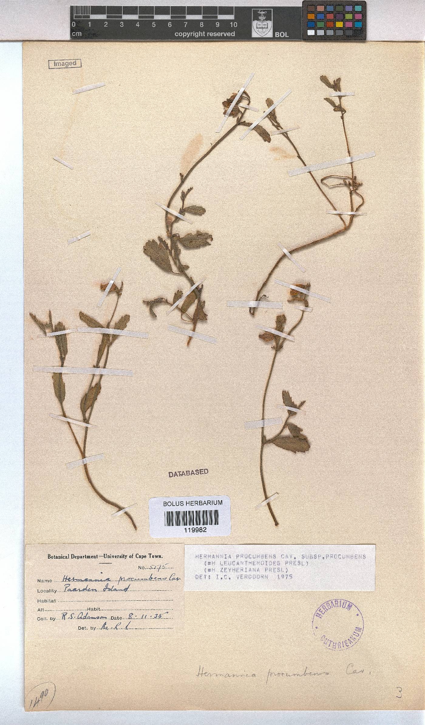 Hermannia procumbens subsp. procumbens image